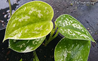 Scindapsus pictus Argyraeus, Epipremnum pictum Argyraeum, Satin Pothos, Silk Pothos, Silver Philodendron 

Click to see full-size image