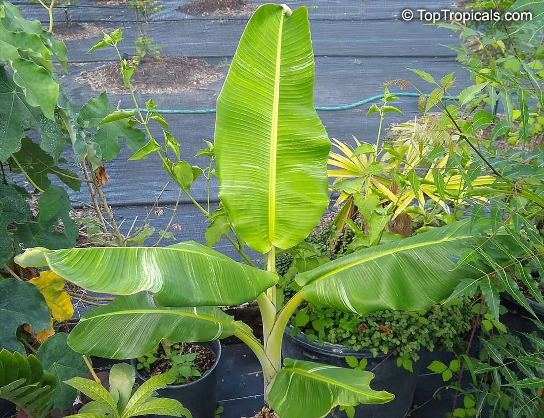 Musa sp., Banana, Bananier Nain, Canbur, Curro, Plantain. Musa Colla variegata