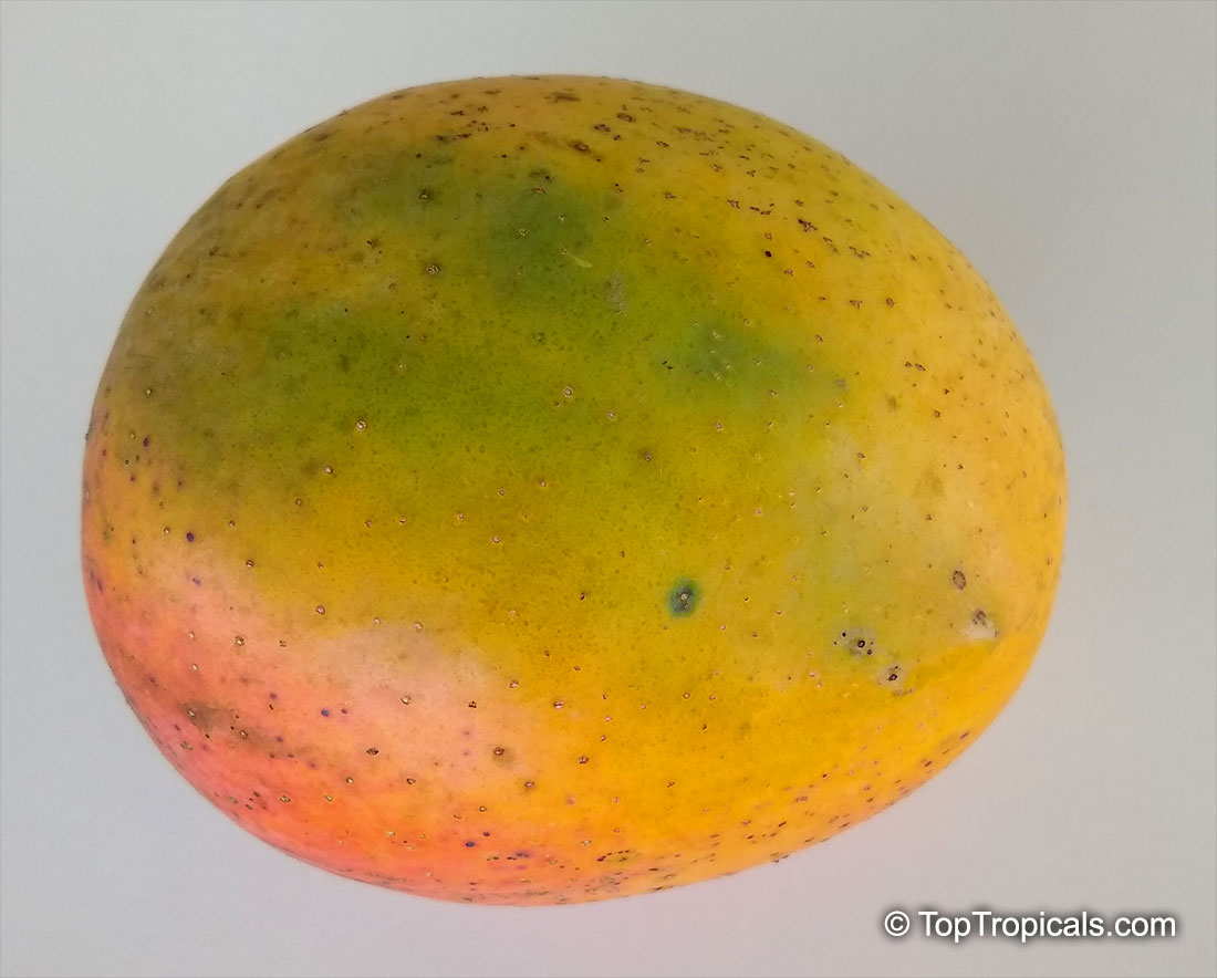 Mangifera indica, Mango. Mango ST Maui