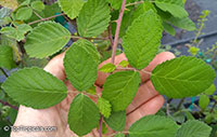Rubus ulmifolius subsp. sanctus, Rubus sanctus, Holy Bramble, Burning Bush of the Bible

Click to see full-size image
