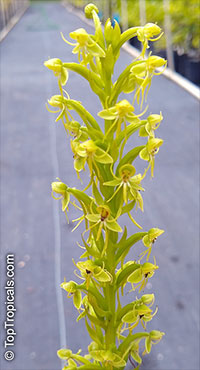 Habenaria repens, Orchis repens, Platanthera repens, Water-spider Bog Orchid, Floating Orchid

Click to see full-size image