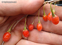 Lycium barbarum, Lycium chinense, Goji Berry, Gou Qi Zi, Wolfberry, Boxthorn, Matrimony Vine

Click to see full-size image