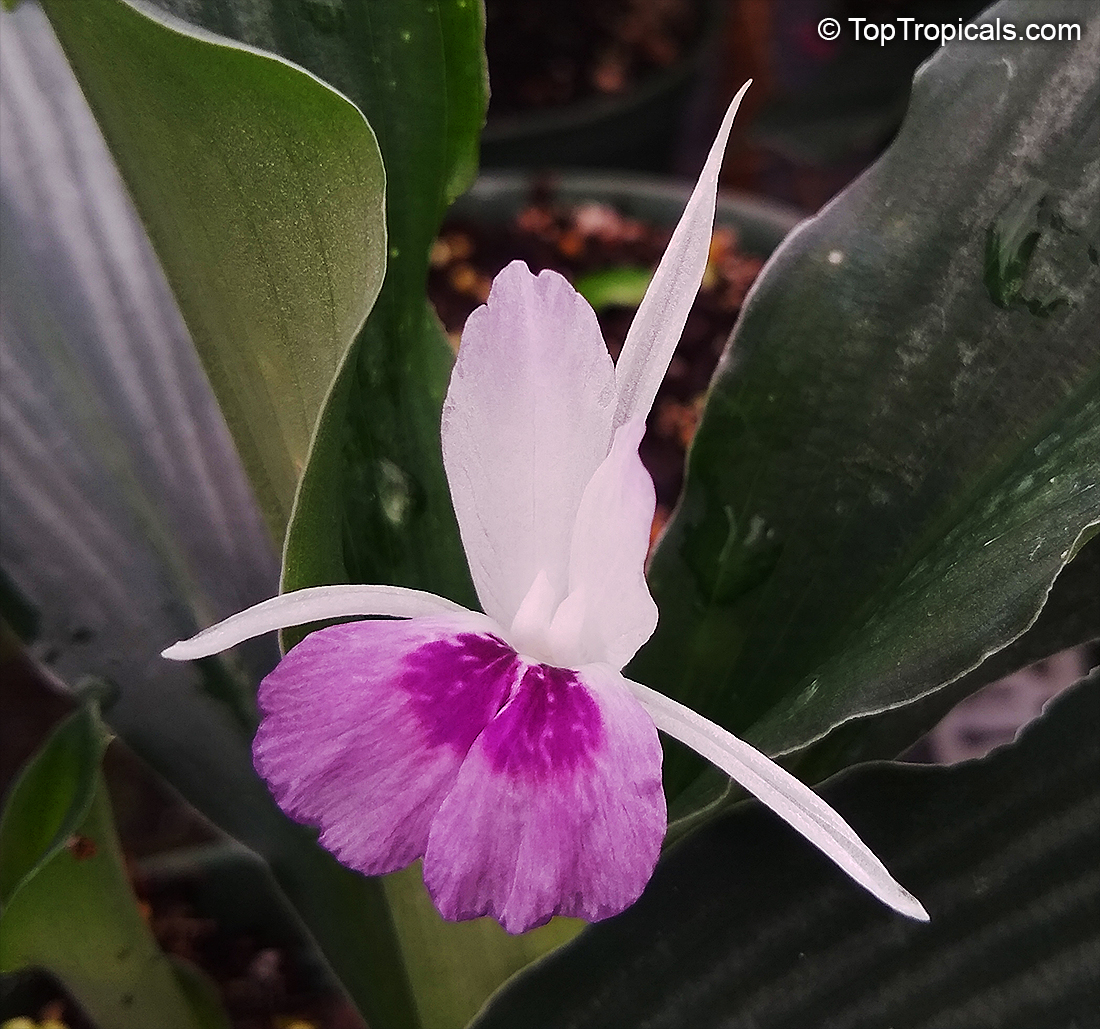 Kaempferia angustifolia - Laos Silver Stripe