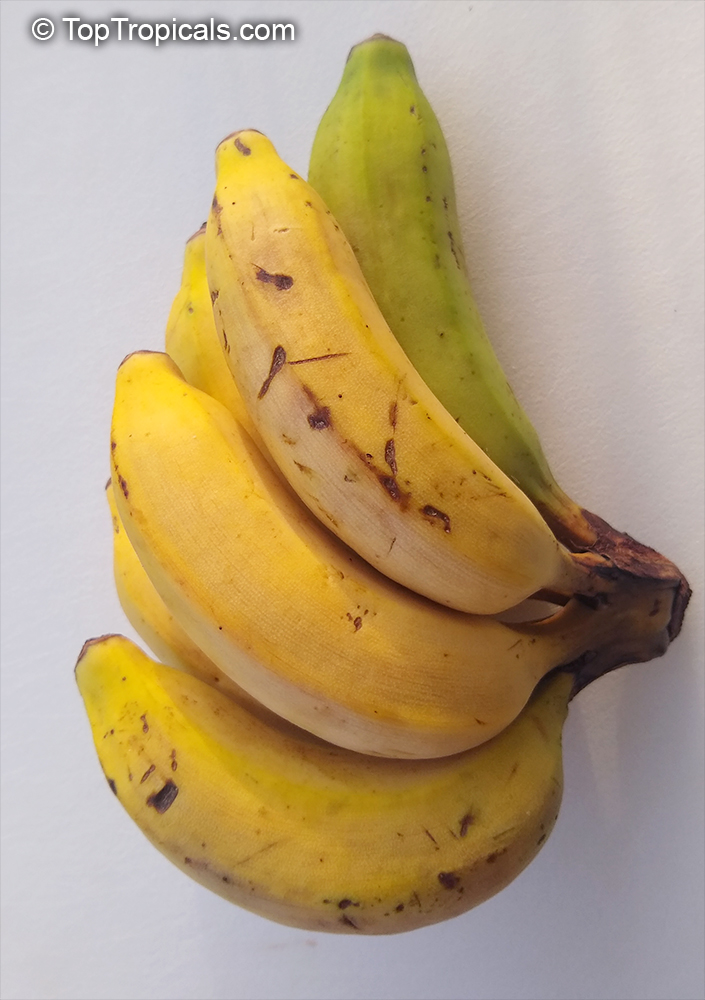 Musa sp., Banana, Bananier Nain, Canbur, Curro, Plantain. Latundan banana. Musa acuminata x M. balbisiana (AAB Group) 'Silk' (Manzano Banana)