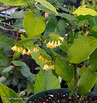 Chiococca alba, David's Milkberry, West Indian Milkberry, West Indian Snowberry

Click to see full-size image