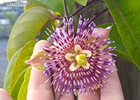 Passiflora laurifolia, Water lemon, Jamaican Honeysuckle,Golden Bellapple

Click to see full-size image
