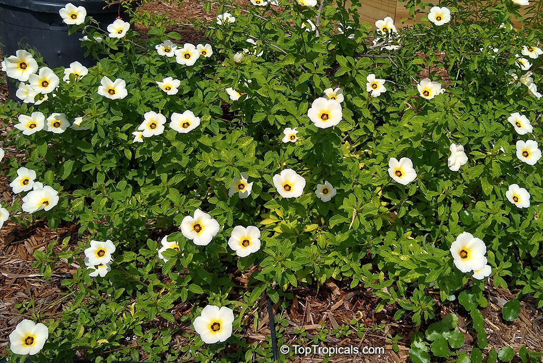 Turnera subulata, Key West Butter Cup