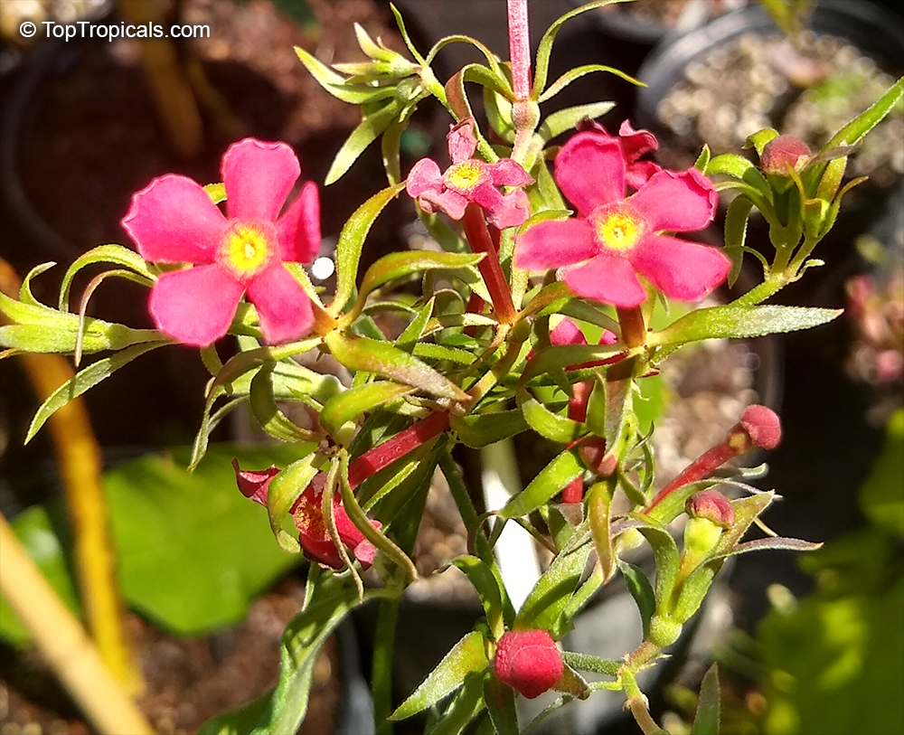 Rovaeanthus strigosus, Rondeletia strigosa, Panama Rose