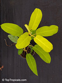 Philodendron 'Golden Goddess', Philodendron 'Golden Goddess'

Click to see full-size image