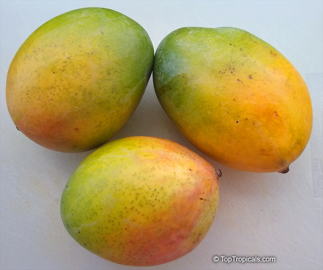 Mangifera indica, Mango. Mango Keitt