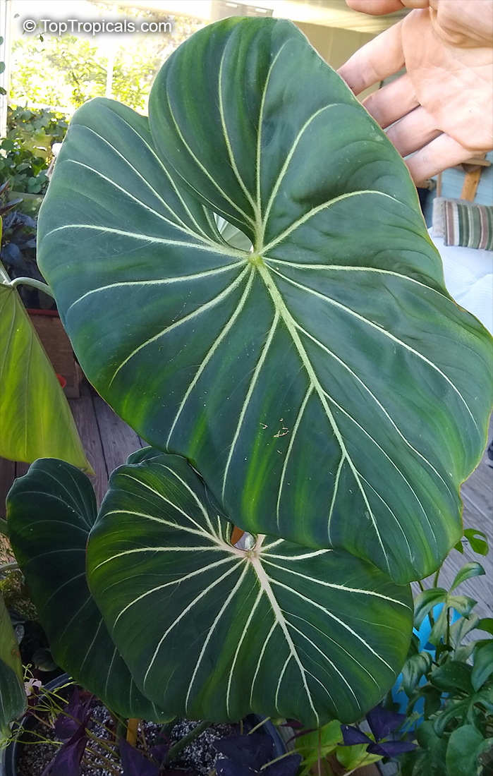Philodendron gloriosum, Glorious Jungle Philodendron 