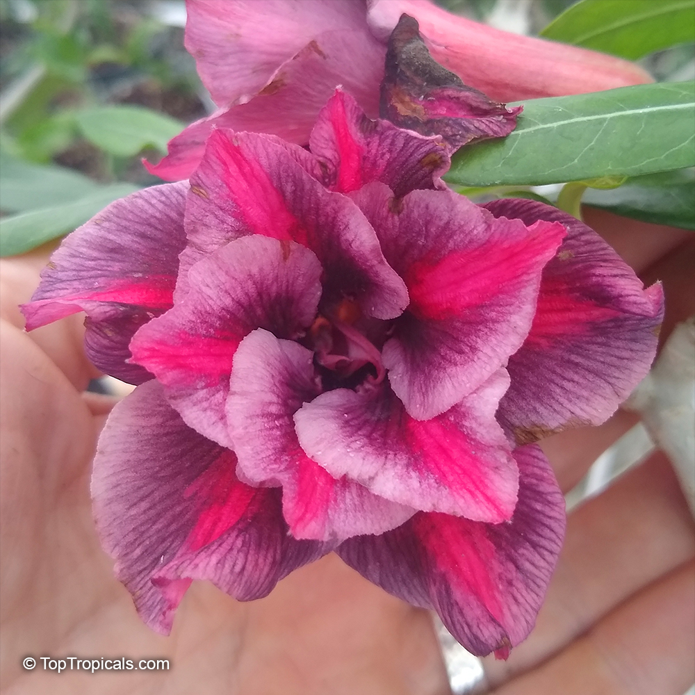 Adenium hybrid (double flower), Double Flower Desert Rose Hybrid. Adenium 'Chok Dee'