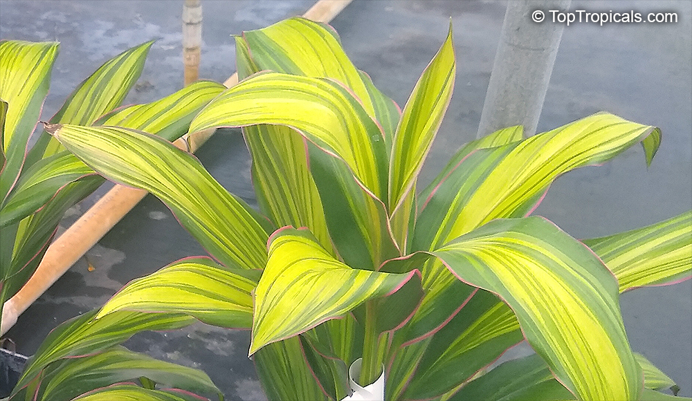 Cordyline fruticosa, Cordyline terminalis, Hawaiian Ti Leaf. Cordyline 'Kiwi'