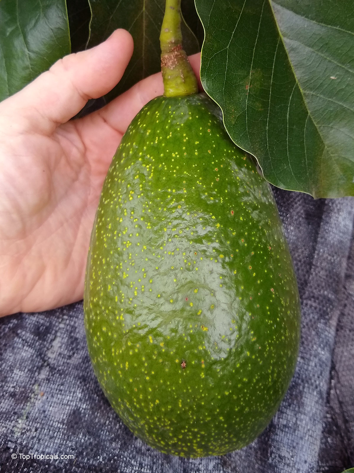 Persea americana avocado fruit with green skin held in a hand near broad leaves. Persea americana avocado dark green fruit held in a human hand, close up.