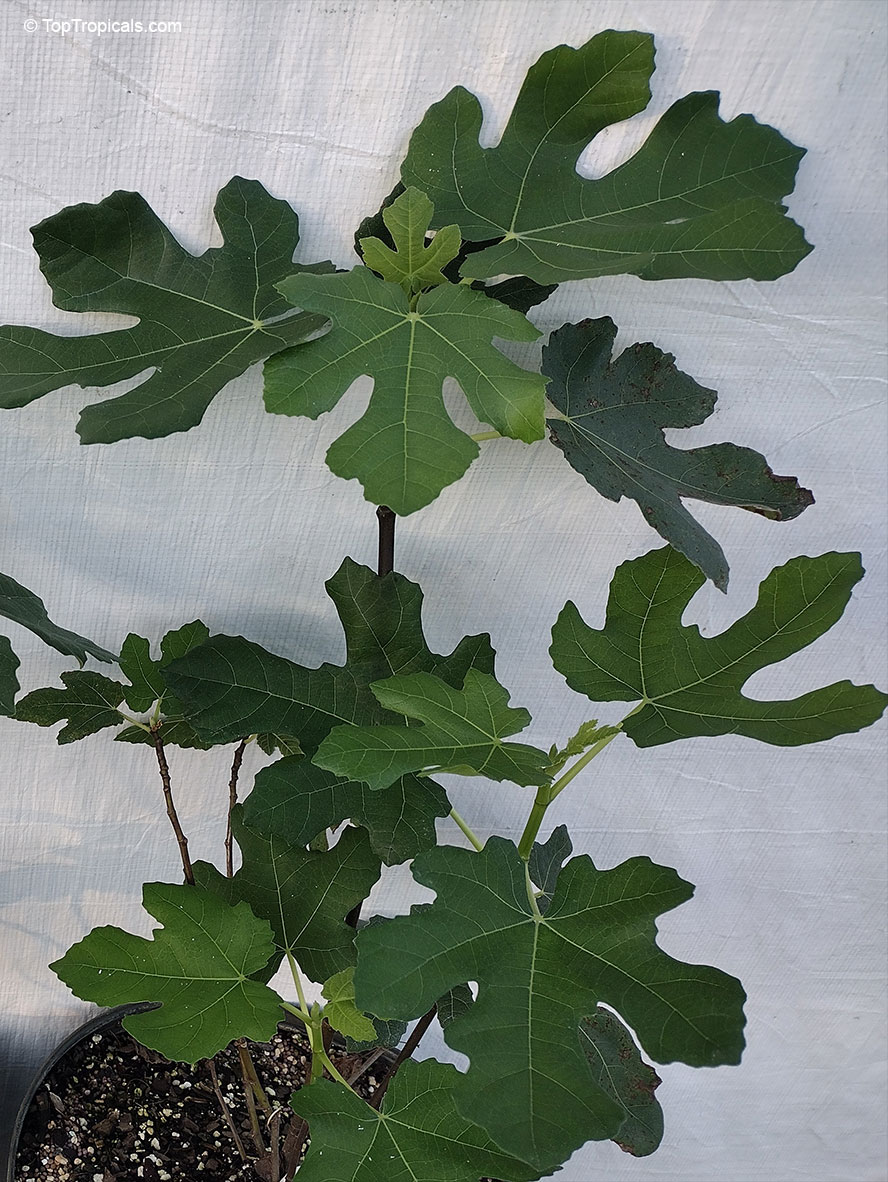 Ficus carica, Fig Tree, Brevo. Ficus carica 'Brown Turkey'