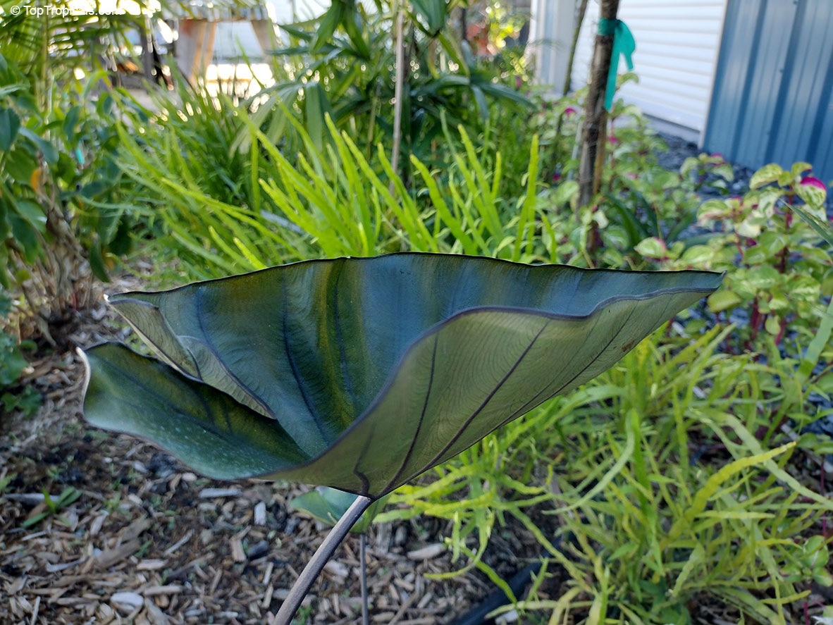 Colocasia esculenta , Black colocasia, Black Magic, Taro, Black Elephant Ear, Malanga Amarillo, Dasheen. Colocasia esculenta 'Tea Cup'