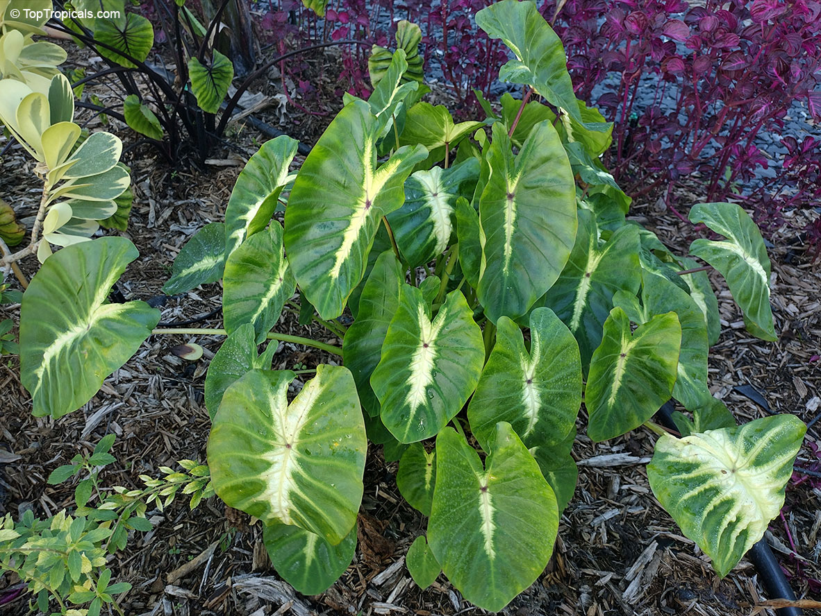 Colocasia esculenta &apos;Maui Sunrise&apos;, Elephant Ear &apos;Maui Sunrise&apos;