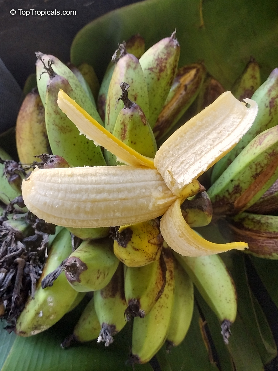 Musa sp., Banana, Bananier Nain, Canbur, Curro, Plantain. Musa acuminata 'Truly Tiny'