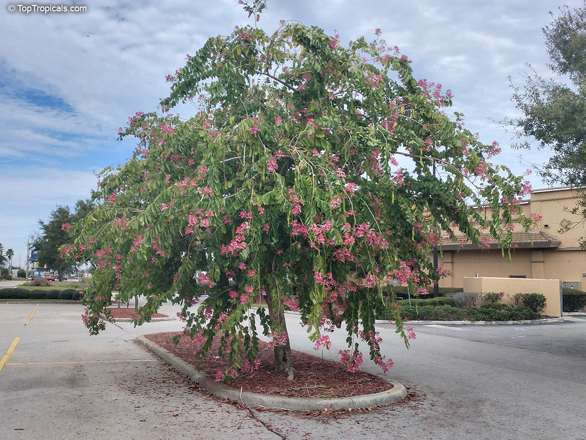 Bauhinia purpurea - Purple Orchid Tree