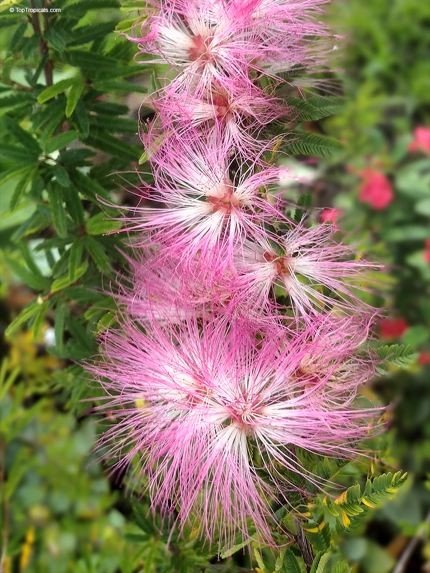 Calliandra selloi (brevipes) Pink Lilian