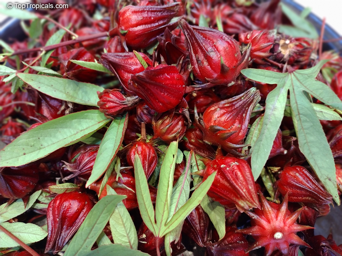 Hibiscus sabdariffa, Roselle), Karkade Tea