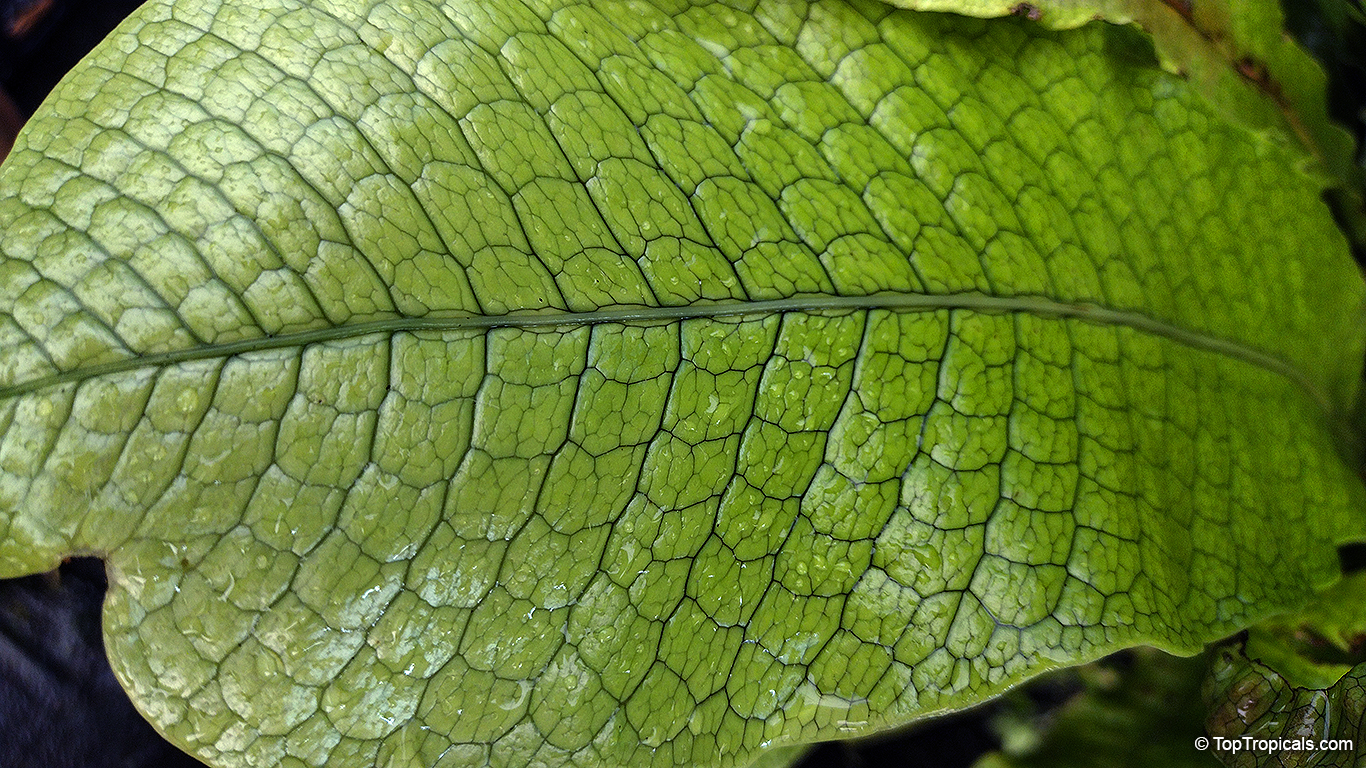 Microsorum musifolium, Alligator Fern, Crocodile Fern