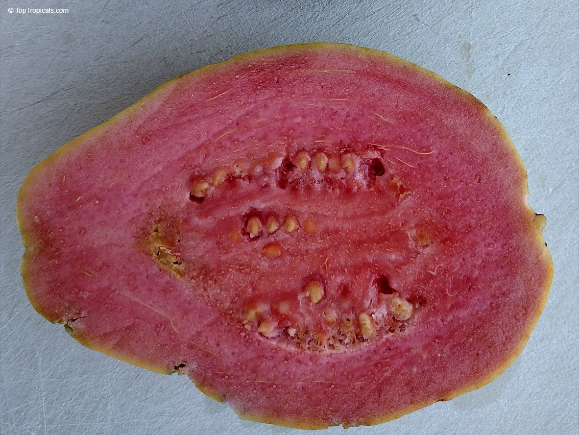 Psidium guajava, Tropical Guava, Guajava. Psidium guajava 'Sweet Kiss'