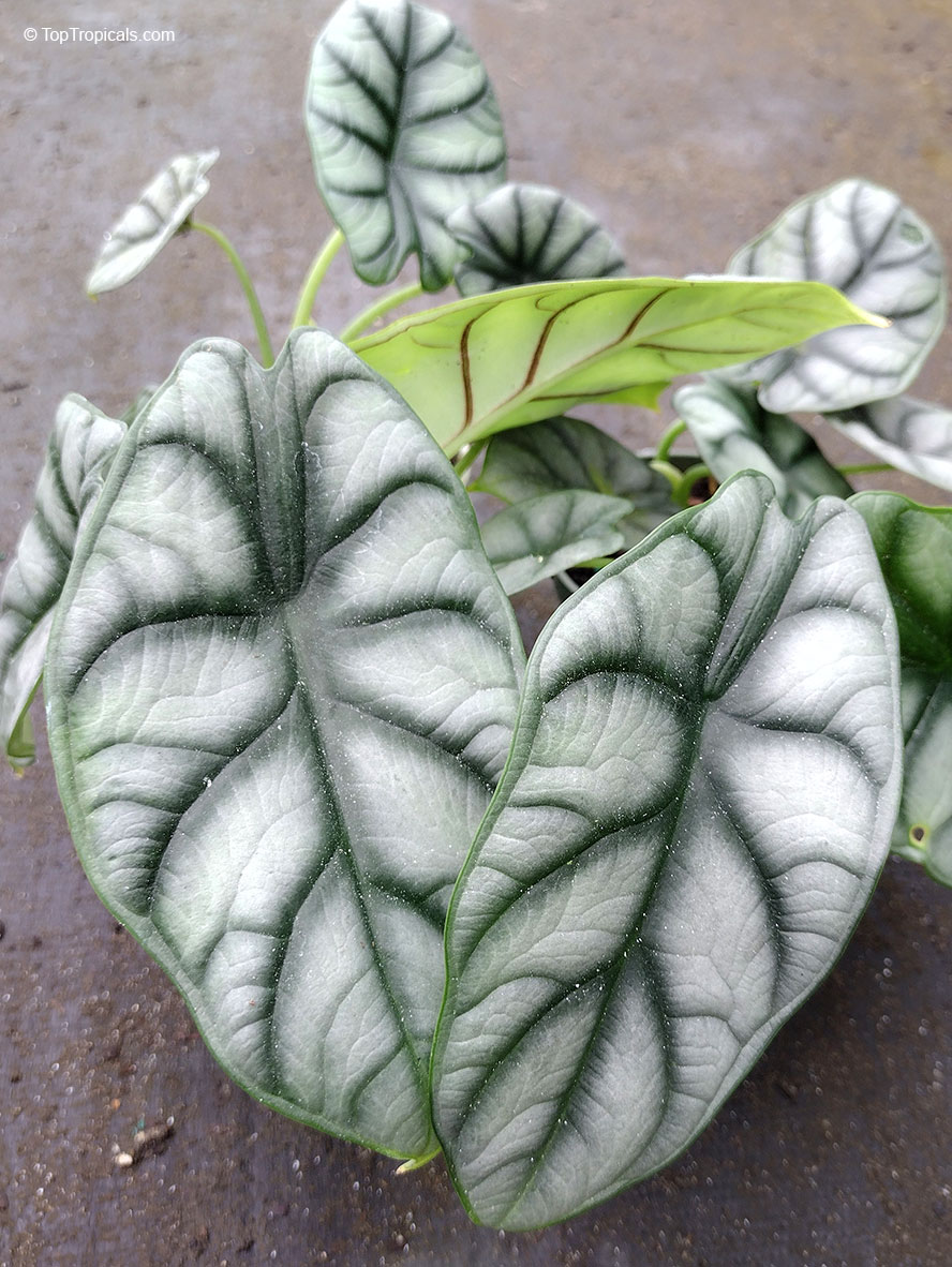 Alocasia baginda, Alocasia Dragon Scale. Alocasia 'Dwarf Silver Dragon'