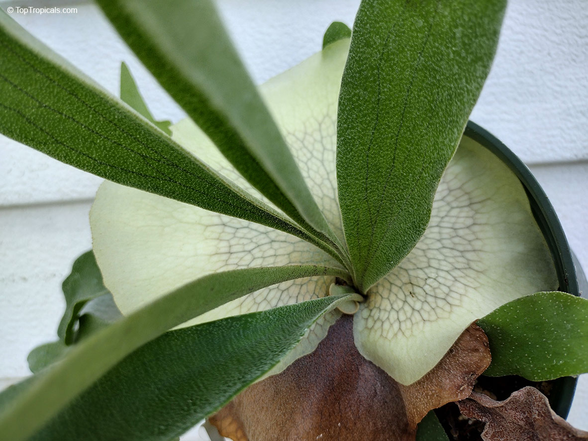 Platycerium coronarium, Stag&apos;s Horn Fern, Staghorn