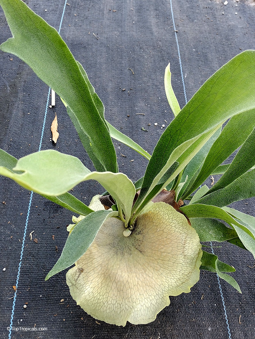 Platycerium coronarium, Stag&apos;s Horn Fern, Staghorn