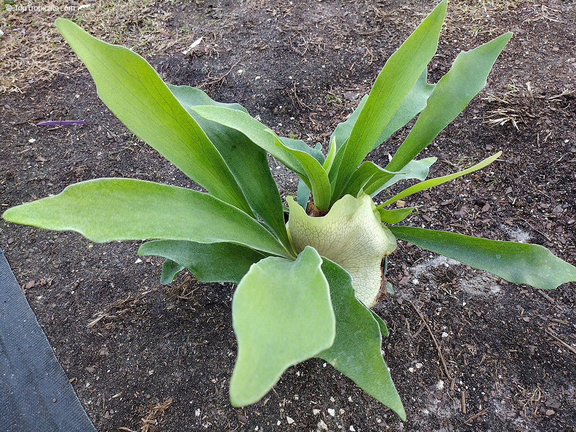 Platycerium coronarium, Stag&apos;s Horn Fern, Staghorn