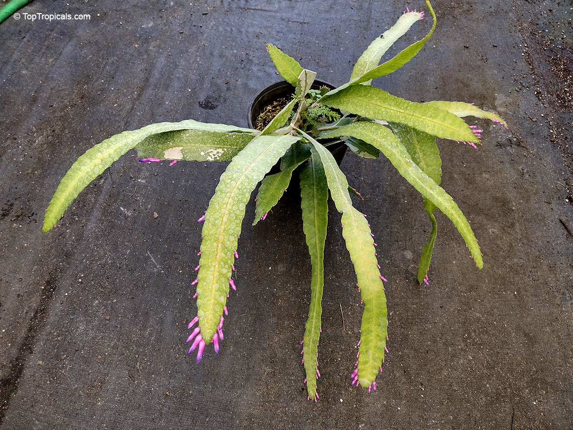 Pseudorhipsalis amazonica, Wittia Amazonica, Disocactus amazonicus, Wittiocactus amazonicus, Purple Rhipsalis, Blue Flame