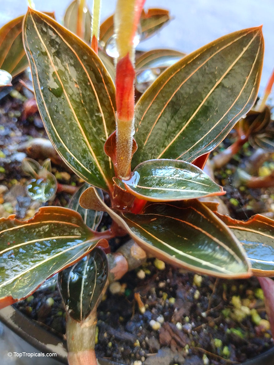 Ludisia discolor, Haemaria discolor, Anoectochilus dawsonianus, Myoda rufescens, Jeweled Ludisia, Jewel Orchid, Goodyera