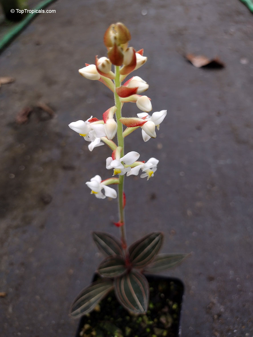 Ludisia discolor, Haemaria discolor, Anoectochilus dawsonianus, Myoda rufescens, Jeweled Ludisia, Jewel Orchid, Goodyera