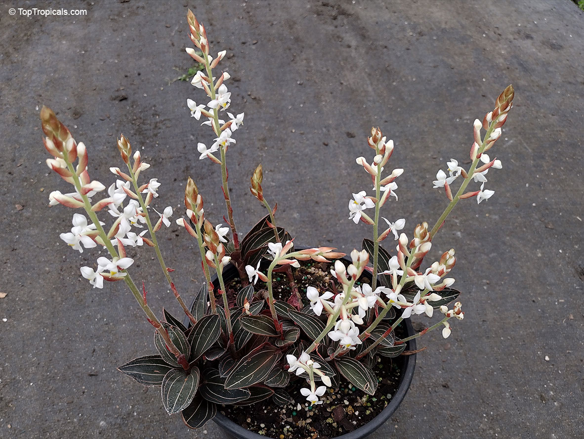 Ludisia discolor, Haemaria discolor, Anoectochilus dawsonianus, Myoda rufescens, Jeweled Ludisia, Jewel Orchid, Goodyera