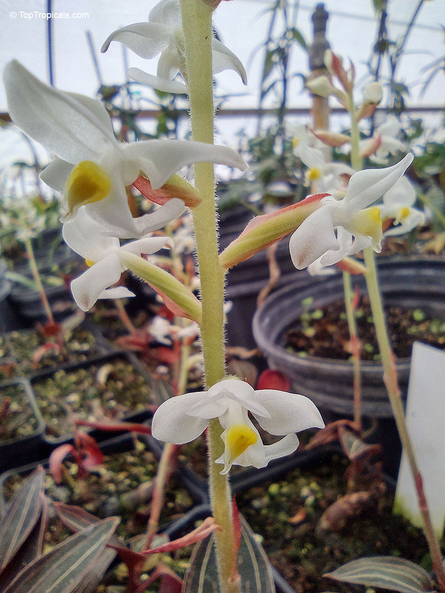 Ludisia discolor, Haemaria discolor, Anoectochilus dawsonianus, Myoda rufescens, Jeweled Ludisia, Jewel Orchid, Goodyera