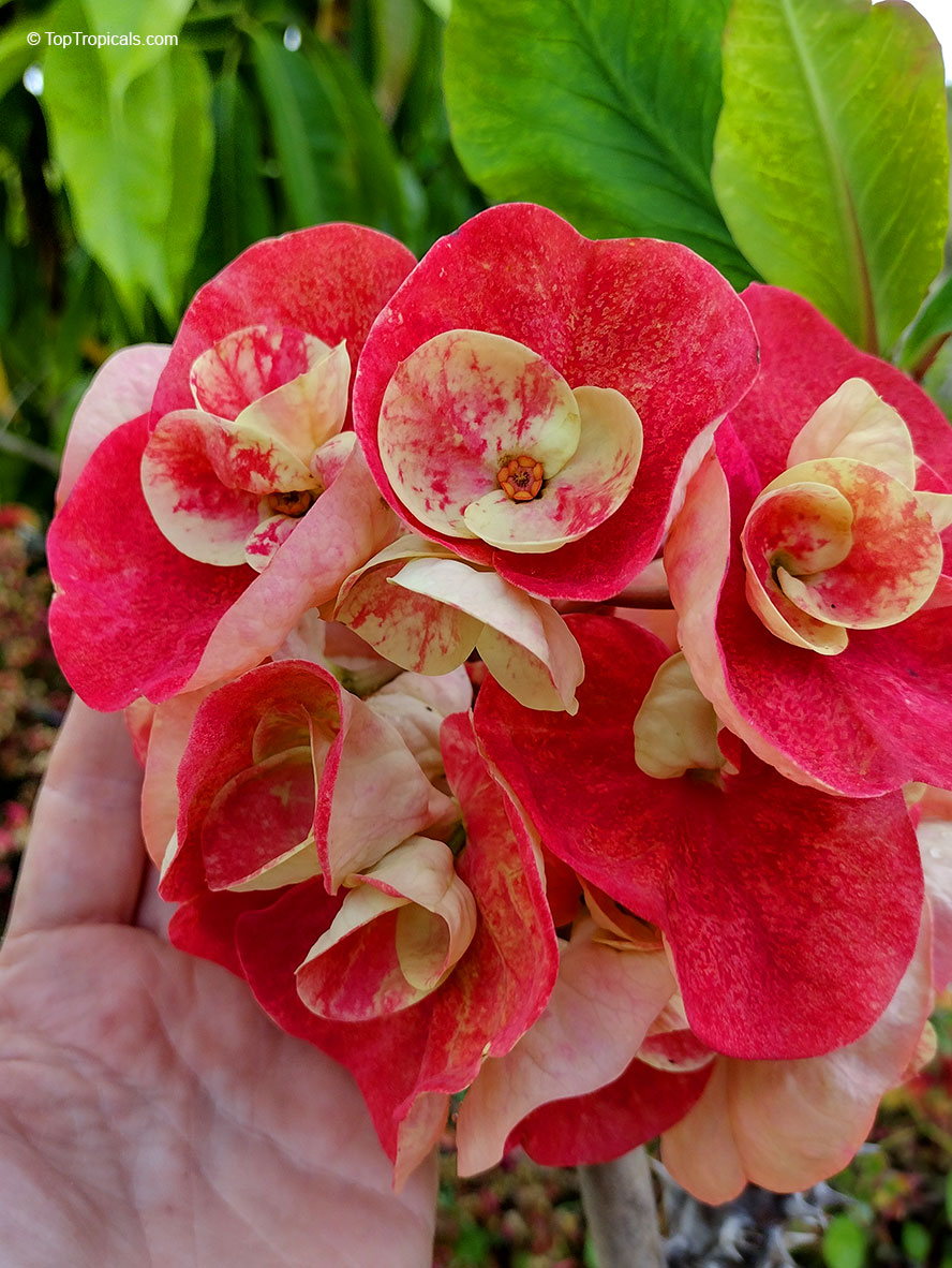 Euphorbia milii Thai Giant Hybrids, Thai Giant Crown of Thorns