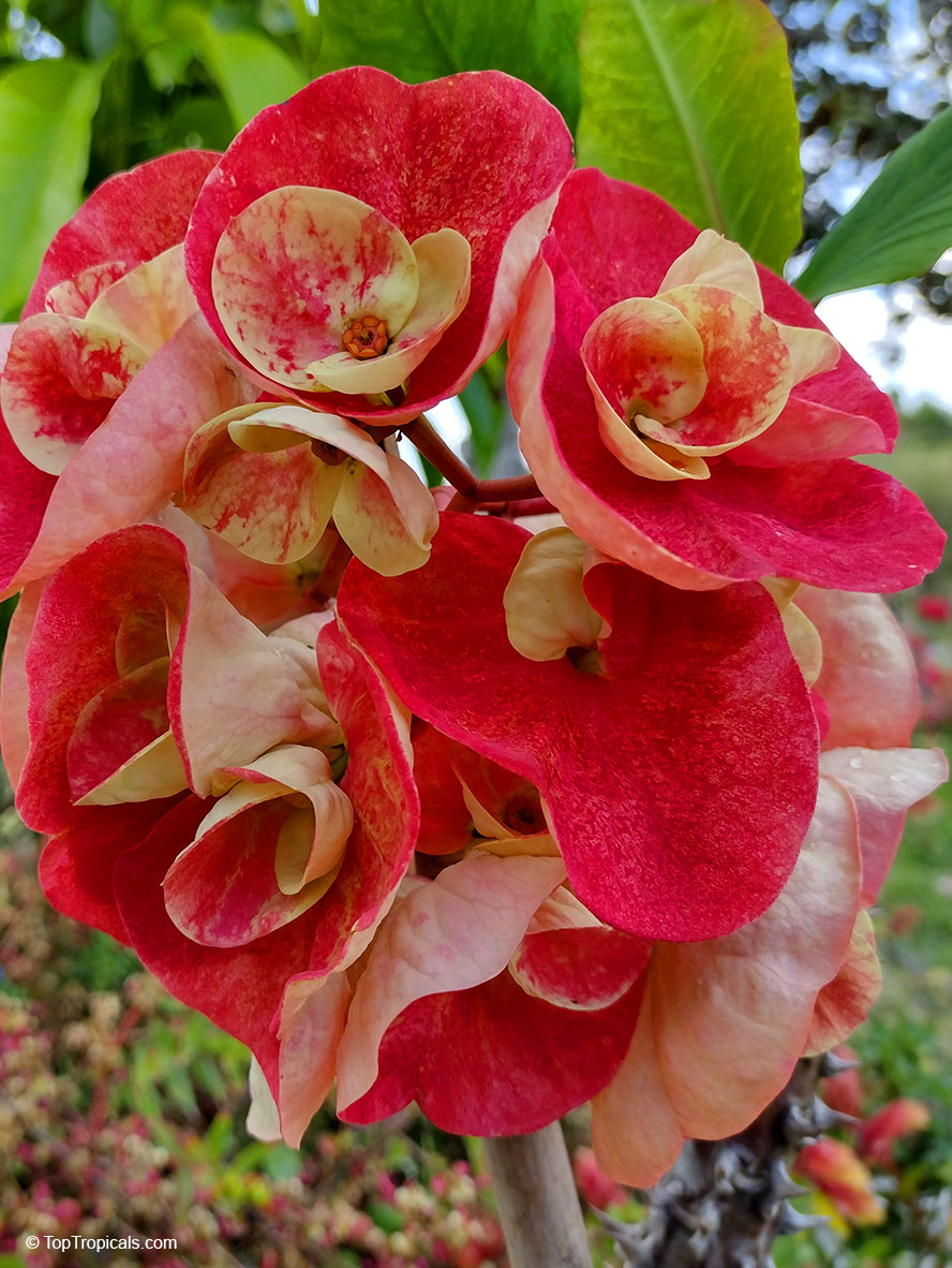 Euphorbia milii Thai Giant Hybrids, Thai Giant Crown of Thorns