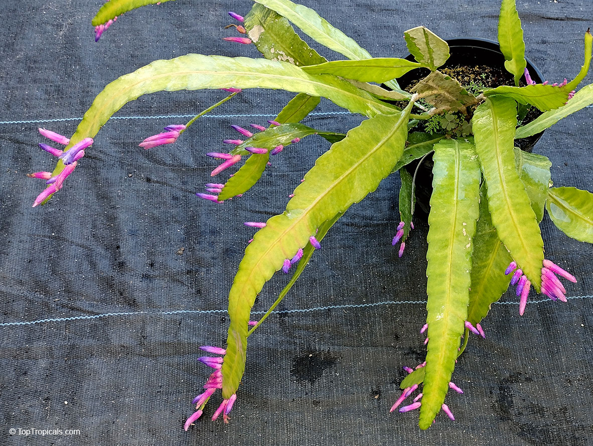 Pseudorhipsalis amazonica, Wittia Amazonica, Disocactus amazonicus, Wittiocactus amazonicus, Purple Rhipsalis, Blue Flame