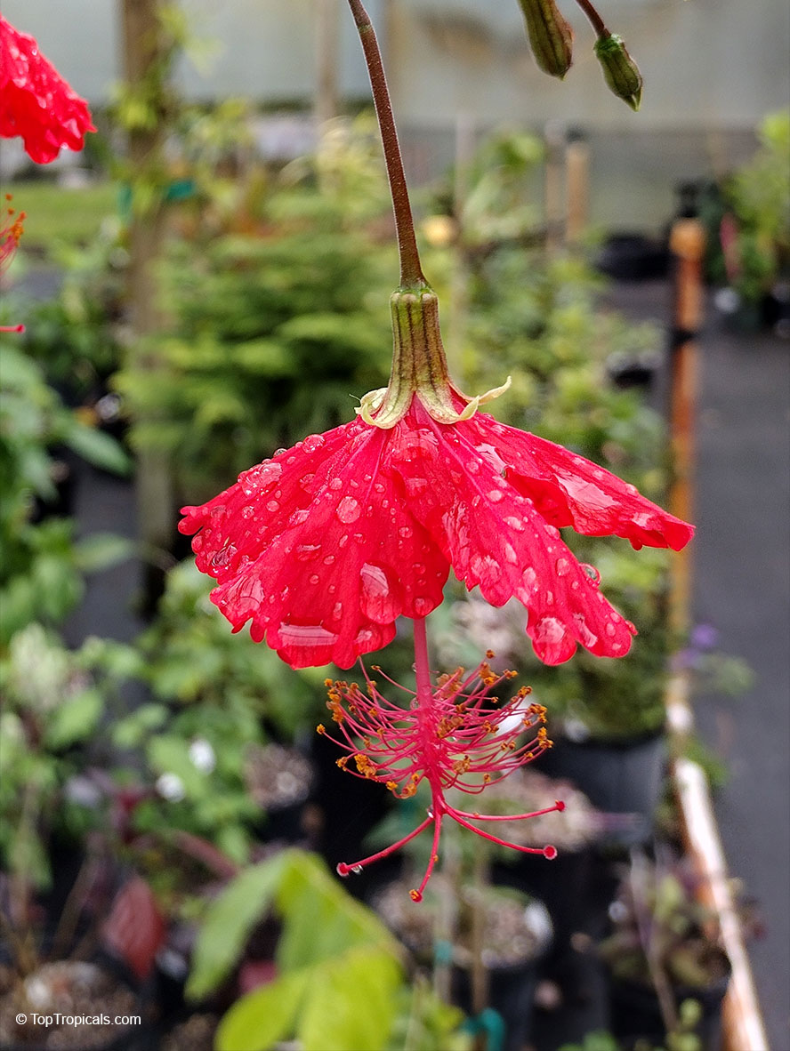 Hibiscus grandidieri x schizopetalus, Fairy Dancer