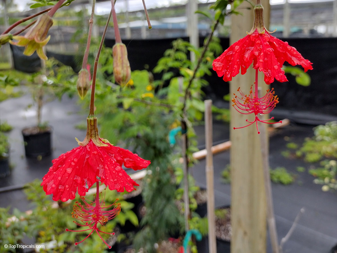 Hibiscus grandidieri x schizopetalus, Fairy Dancer