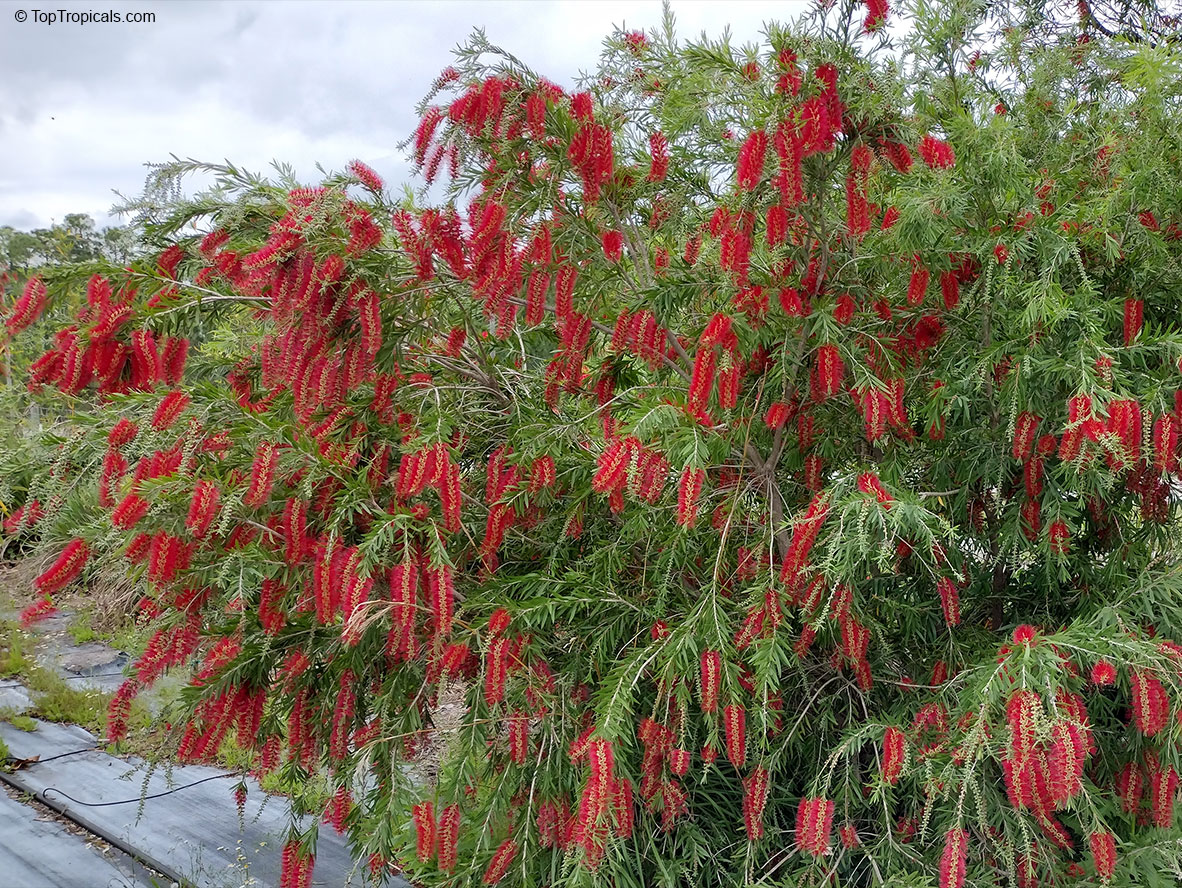 Callistemon viminalis, Bottlebrush