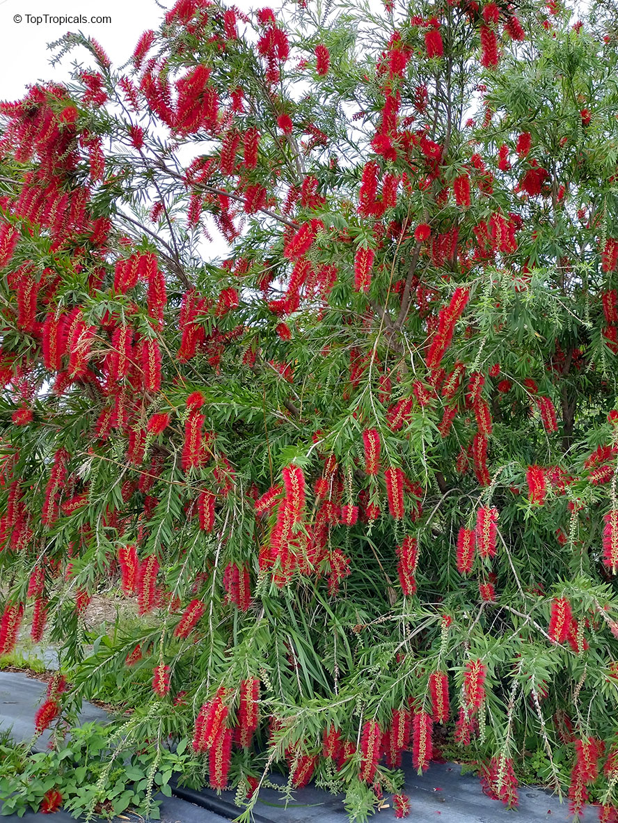 Callistemon viminalis, Bottlebrush