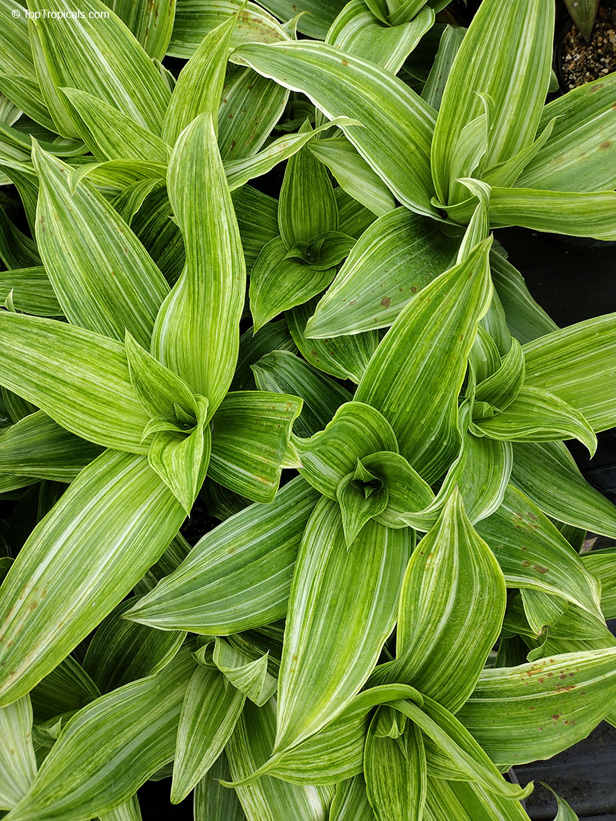 Callisia fragrans, Spironema fragrans, Basket Plant, Golden tendril, Russian Holistic Medicinal Plant. Callisia fragrans 'Melnikoff'