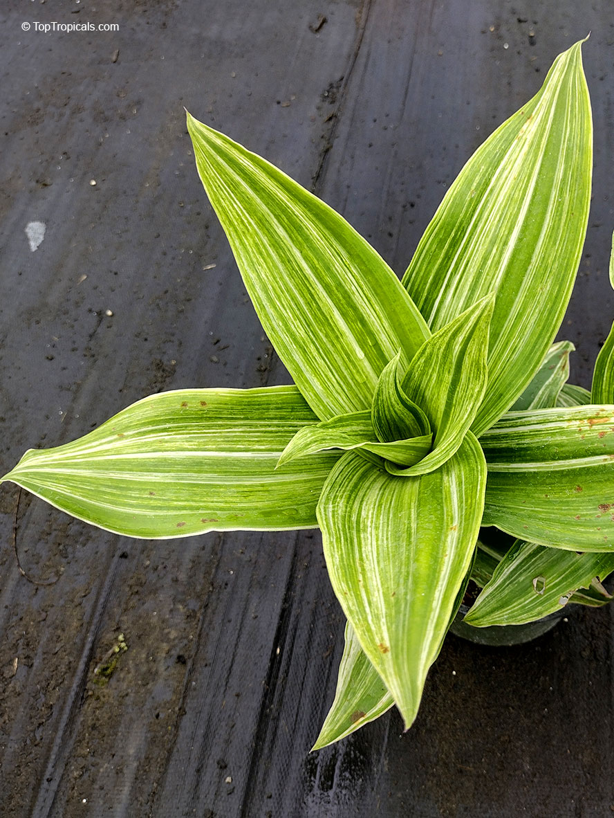 Callisia fragrans, Spironema fragrans, Basket Plant, Golden tendril, Russian Holistic Medicinal Plant. Callisia fragrans 'Melnikoff'