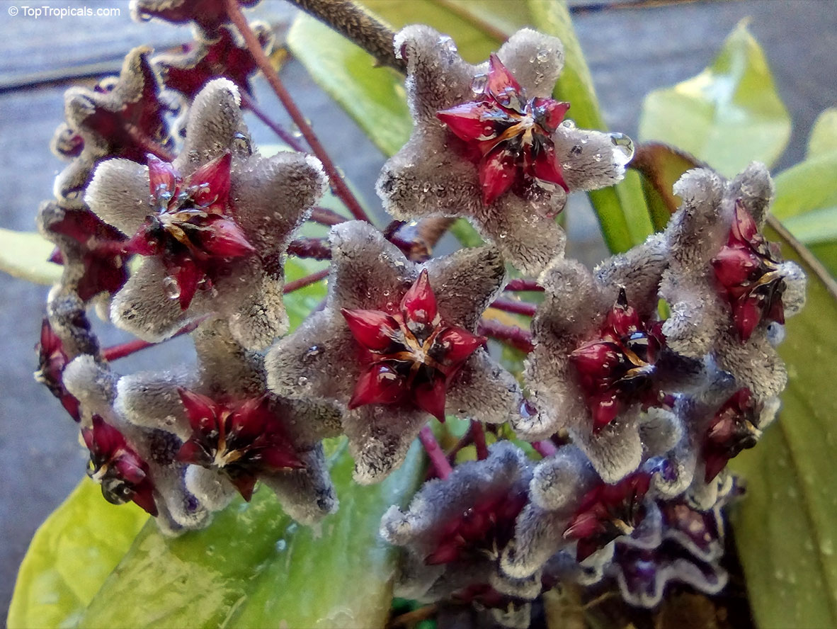 Hoya pubicalyx, Harlequin Wax Plant. Hoya pubicalyx 'Royal Hawaiian Purple'