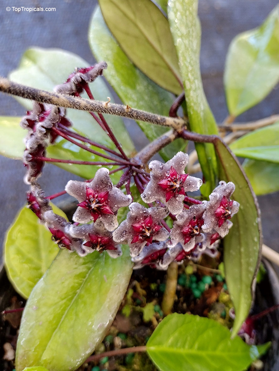 Hoya pubicalyx, Harlequin Wax Plant. Hoya pubicalyx 'Royal Hawaiian Purple'