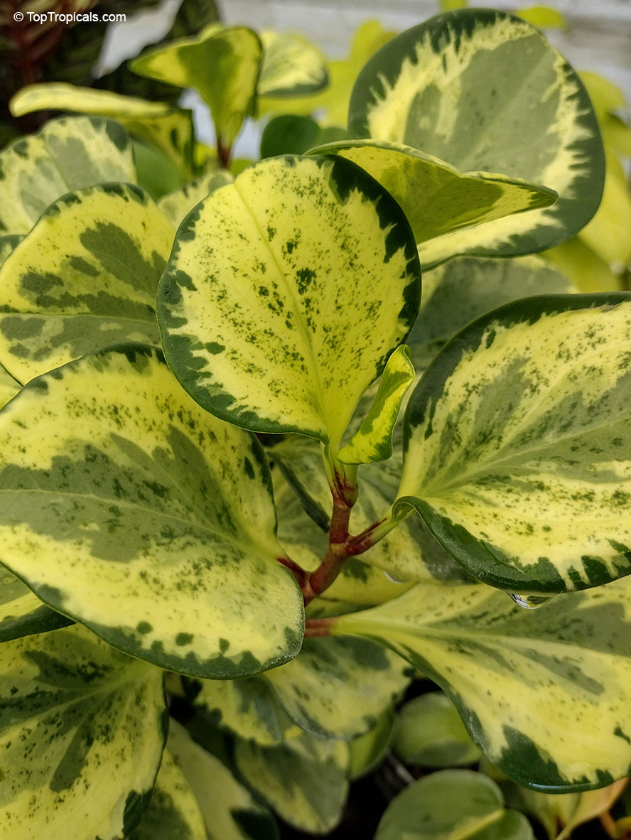 Peperomia obtusifolia, Baby Rubber Plant. Peperomia obtusifolia 'Golden Gate'