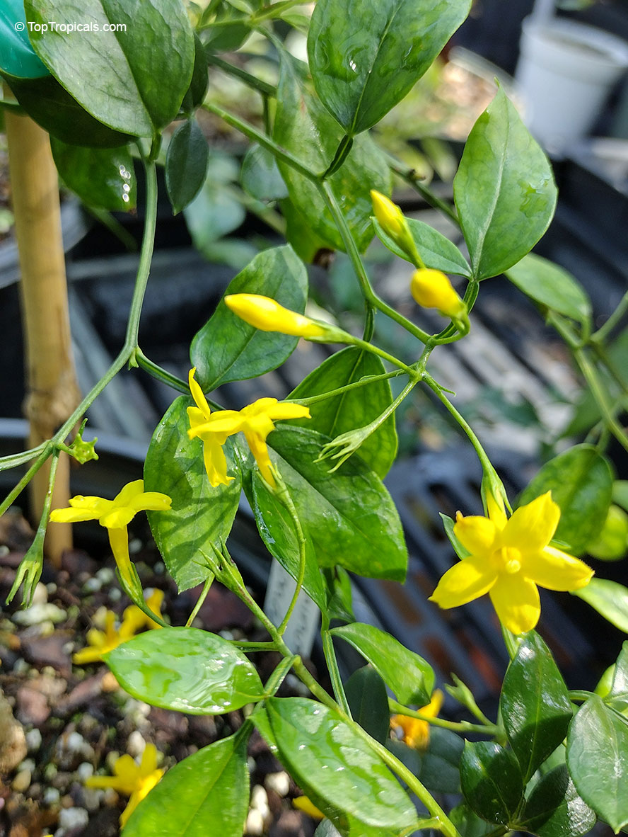 Chrysojasminum floridum, Jasminum odoratissimum, Jasminum floridum, Jasminum fruticans, Showy Jasmine, Florida Jasmine, Yellow Jasmine, Fruity Jasmine