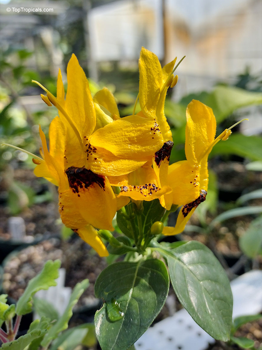 Ruttya fruticosa Yellow, Rabbits ears